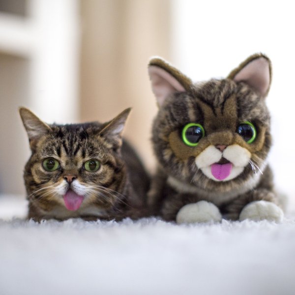 Необычные котики