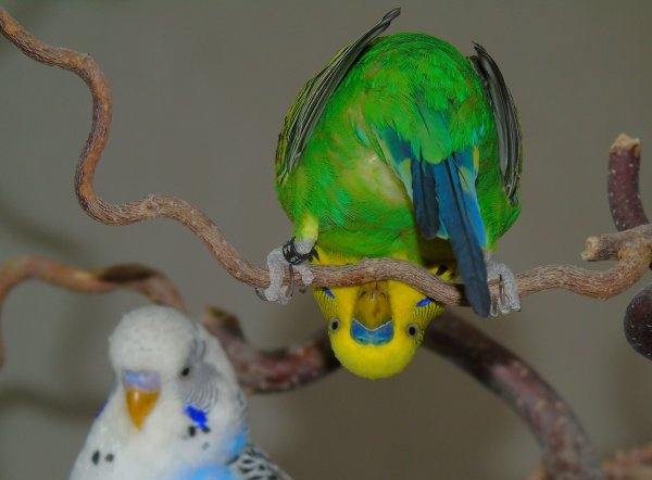 Смешные картинки волнистые попугаи красивые
