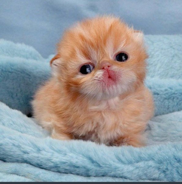 Маленький котенок