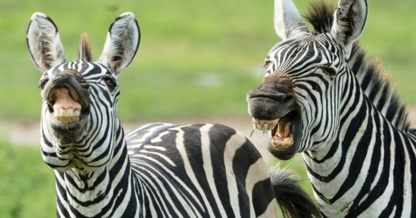 Смешная зебра в картинках