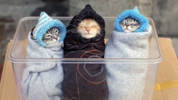 Смешные котята