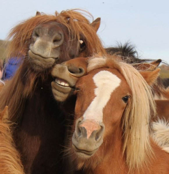 Смешные животные в картинках лошади