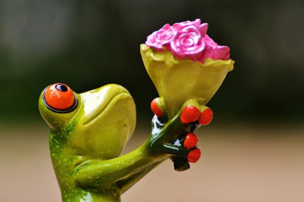 Прикольные цветы