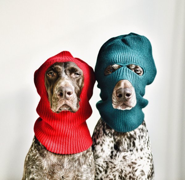 Смешные картинки прикольные собак в одежде