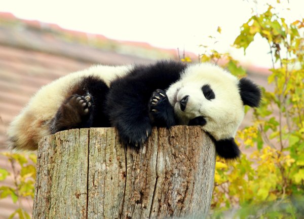 Смешные картинки маленькие панды