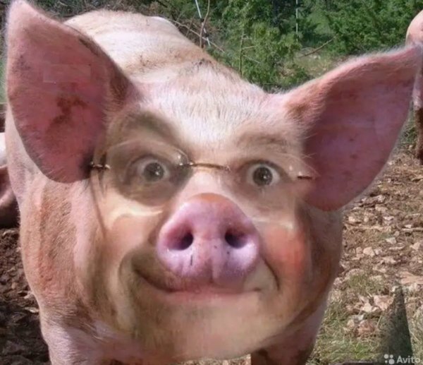 Картинки самых смешных свиней