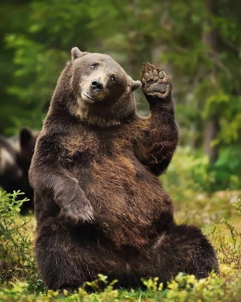 Смешные картинки медведи красивые