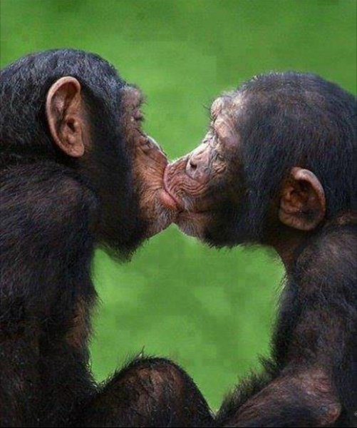 Смешные картинки целующихся животных