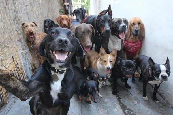 Смешные картинки разных собак