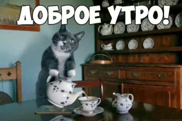 С добрым утром прикольные смешные с надписями