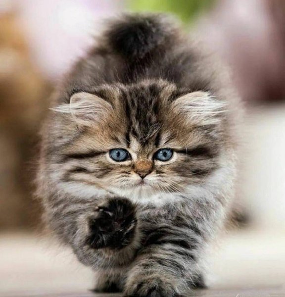 Смешные картинки пушистые котята красивые милашки