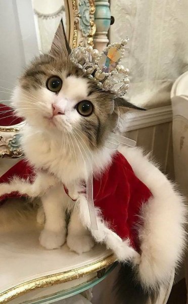 Прикольные коты