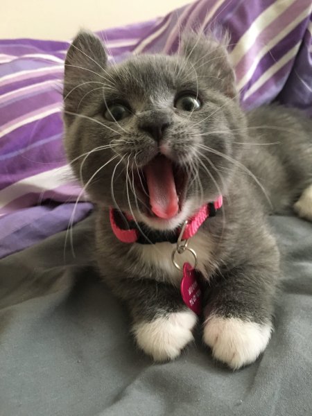 Смешные кошки