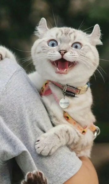 Смешные коты