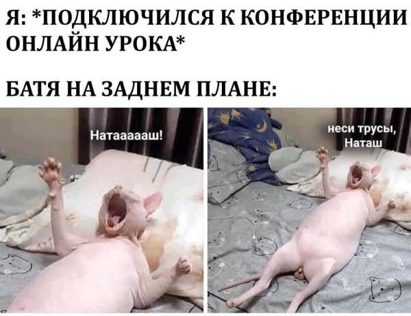 Приколы про сфинксов