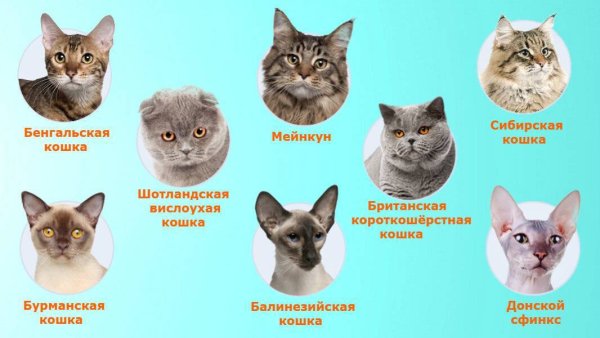 Смешные картинки породы кошек с названиями