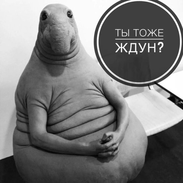Ждун приколы