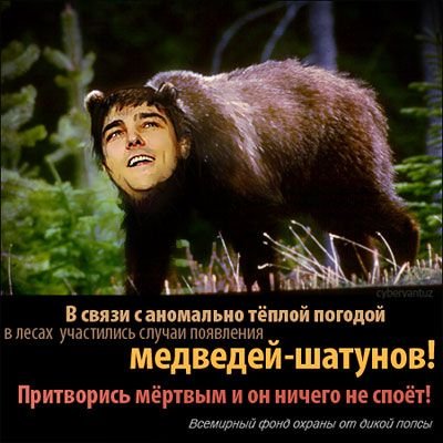 Медведь шатун смешной