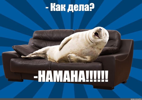 Смешные картинки тюленя на диване