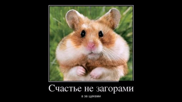 Смешные хомяки