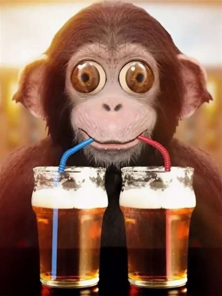 Смешные картинки шимпанзе пьяных