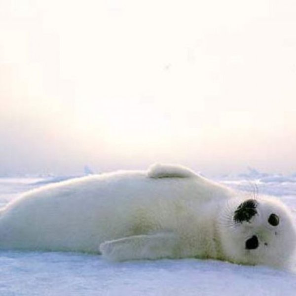 Смешные картинки тюленя с надписями