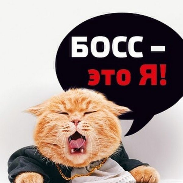 Картинка босс