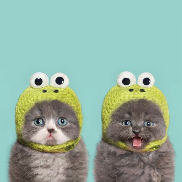 Смешные картинки котик в шапке