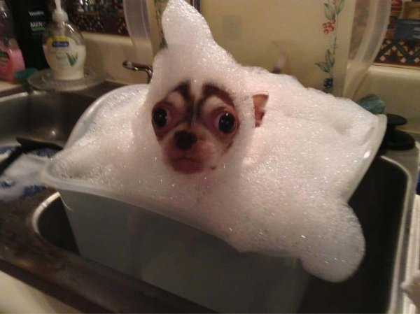Смешные картинки животных из ванны