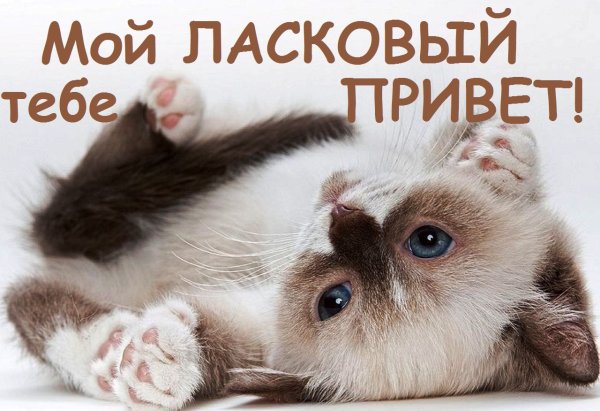 Открытки с добрым утром с котятами