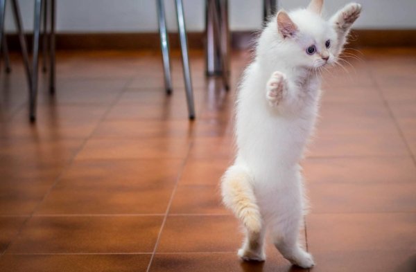 Смешные картинки белые котята