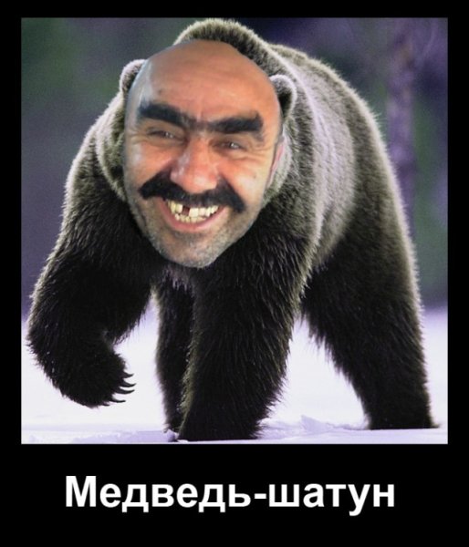 Медведь шатун