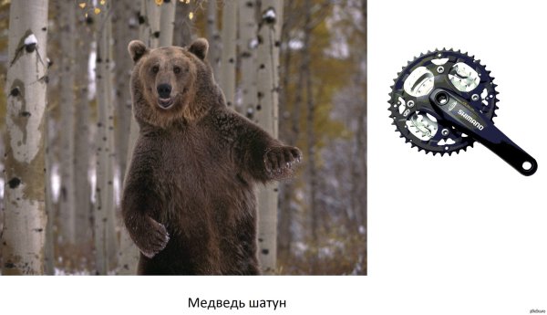 Медведь шатун картинки