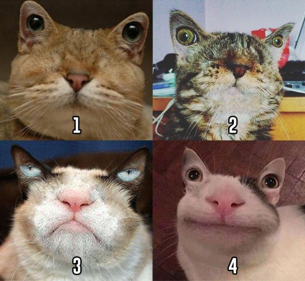 Смешные картинки мемного кота