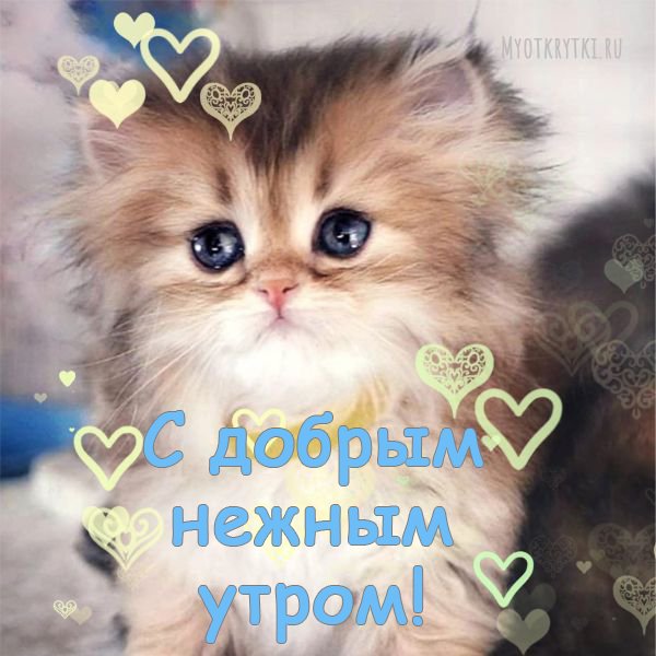 Котята с добрыми надписями