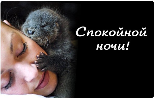 Спокойной ночи обезьяна