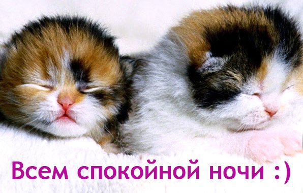 Пожелание спокойной ночи с котиками смешной