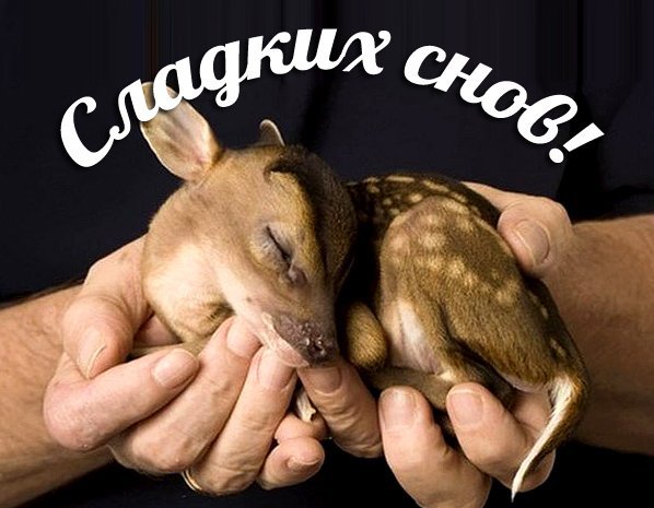 Спокойной ночи с животными и надписью