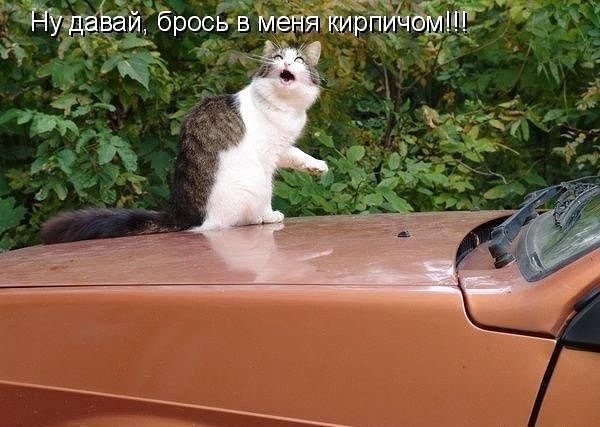 Смешные животные с надписями
