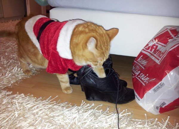Смешные новогодние коты с надписями