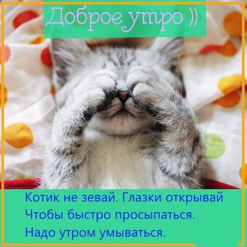 Открытки с добрым утром с котиками