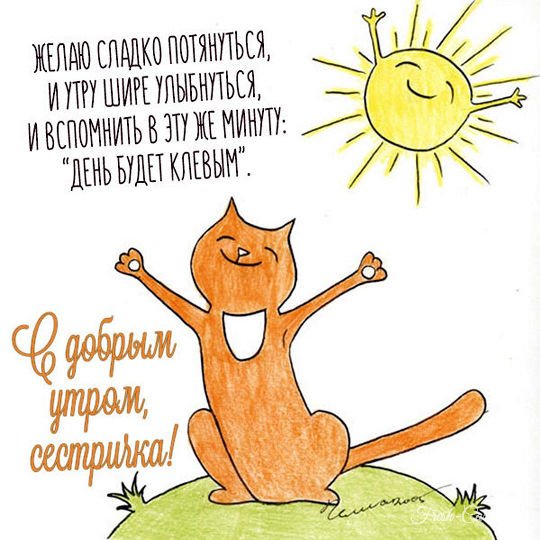 Кот на солнце