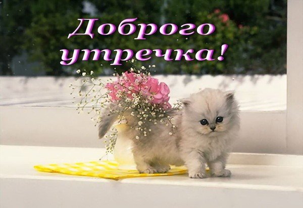 Открытки с добрым утром с котятами