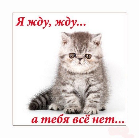 Я жду тебя