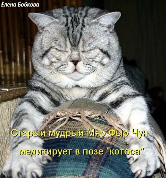 Смешные коты с надписями