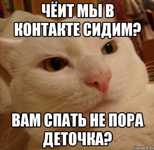 Ты спишь Мем кот