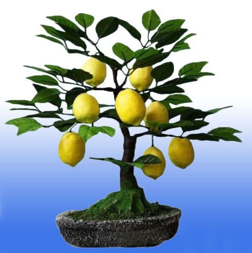 Дерево с лимонами