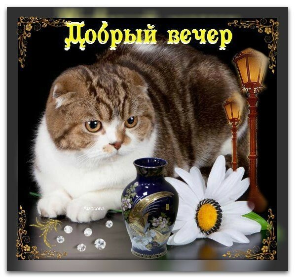 Стикерв ы с добрым вечером