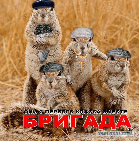 Доброе утро банда