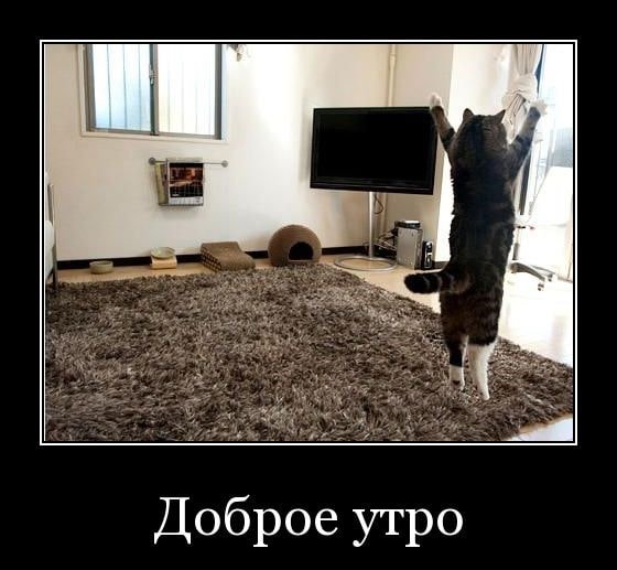 Доброе утро картинки демотиваторы